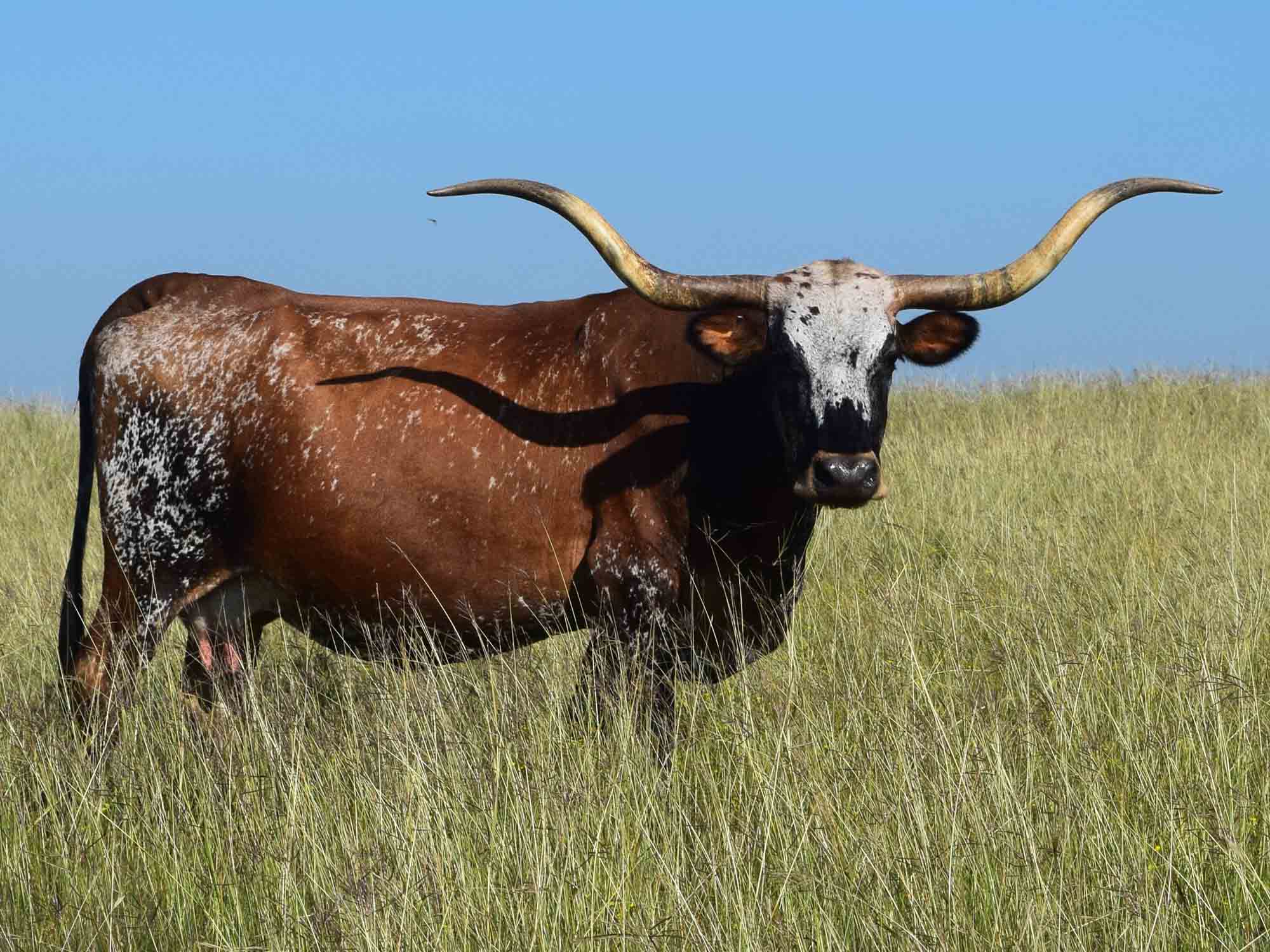Texas Longhorns for sale at Rocking O Longhorns